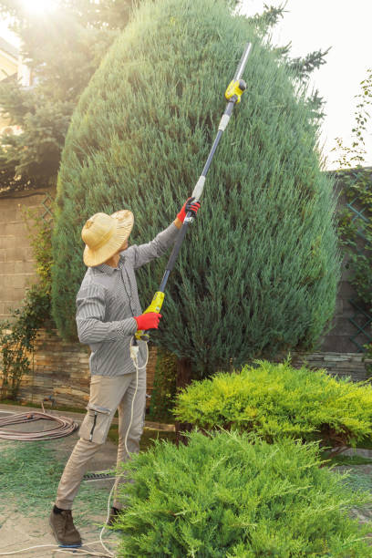 Best Fruit Tree Pruning  in Winchester, IL